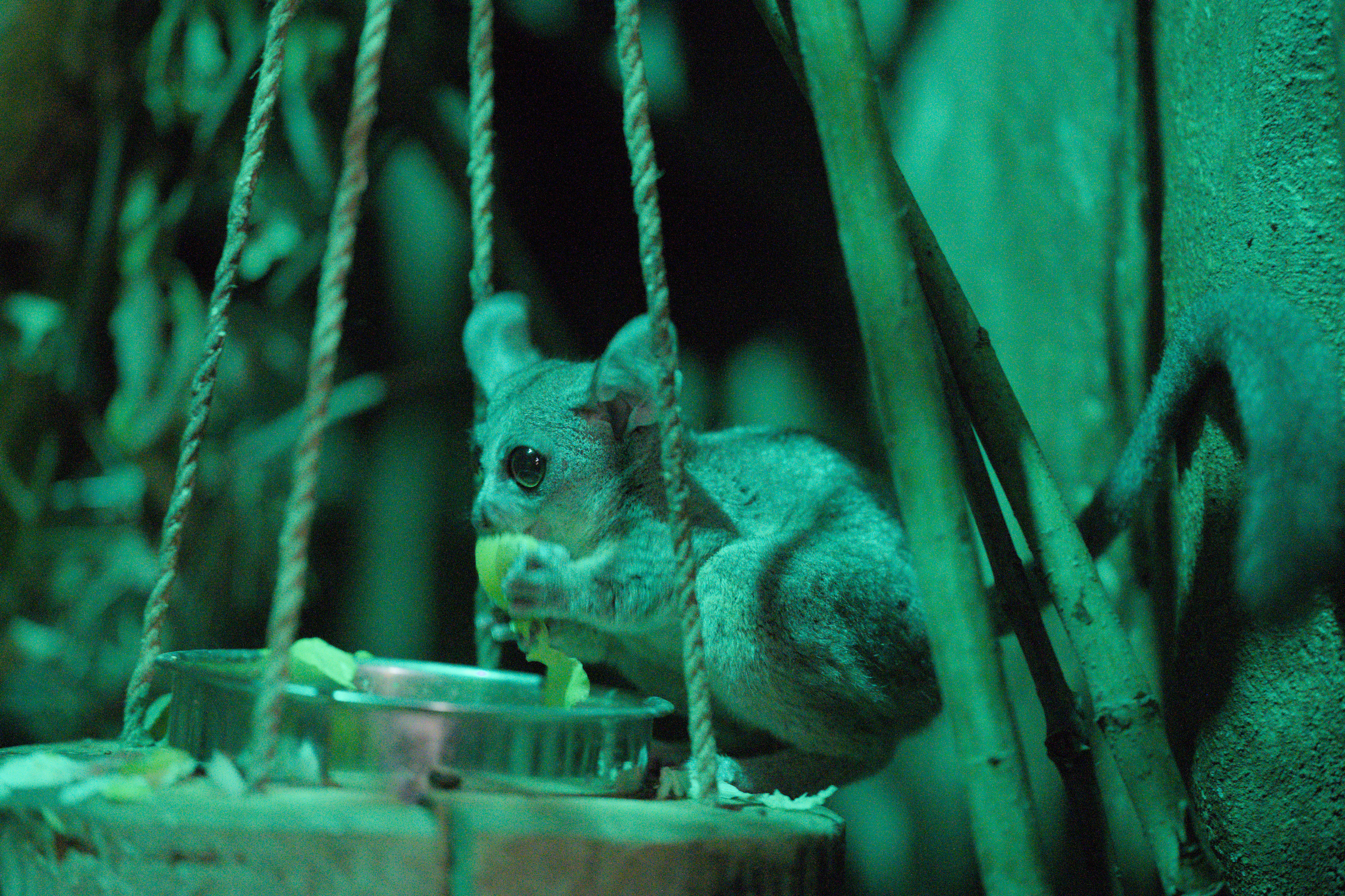 2025/10/12 - zoo/DSC_0293.jpg